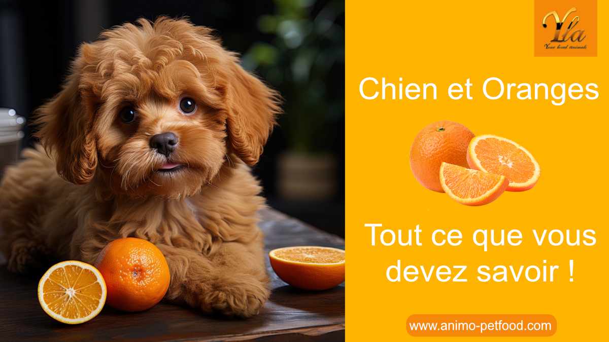 oranges-et-chiens-avantages-precautions-conseils